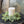 Stellar Cypress Candle Ring