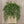 Cluster Pine Hanging Bush