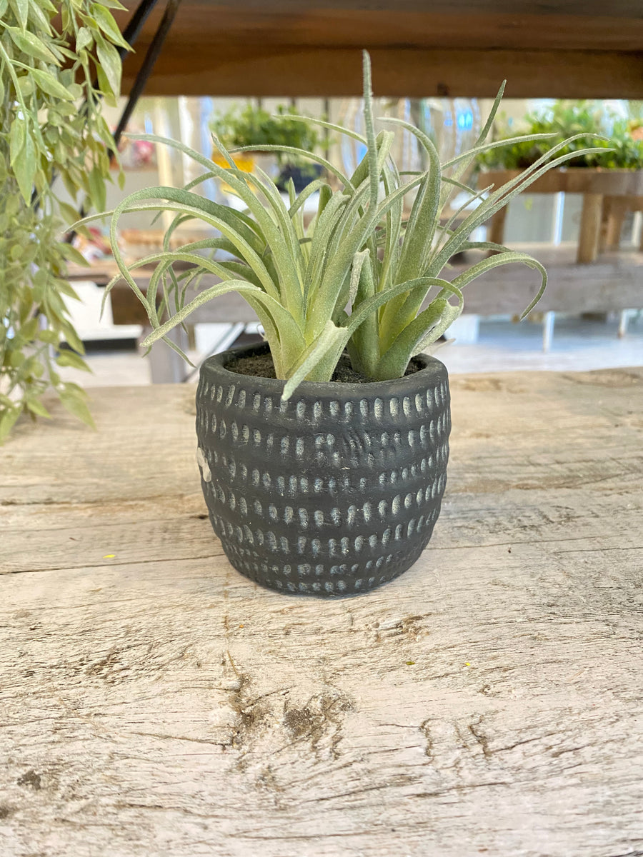Air Plant in Pot